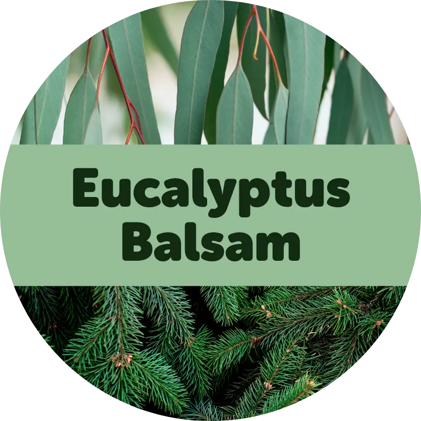 Eucalyptus Balsam Wax Melts - 3.6oz Eco Tin