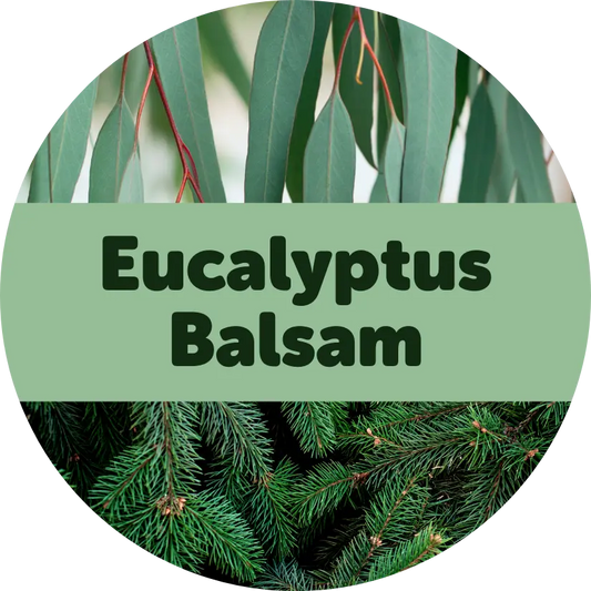 Eucalyptus Balsam Wax Melts - 3.6oz Eco Tin