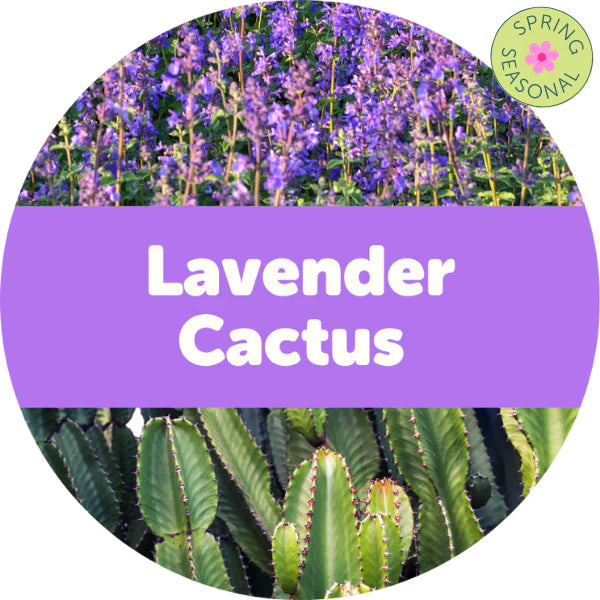 Lavender Cactus Wax Melts - 2oz Sample Pouch