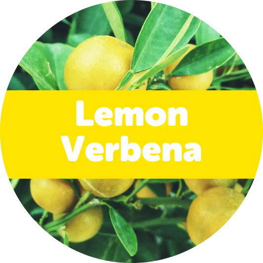 Lemon Verbena Wax Melts - 2oz Sample Pouch