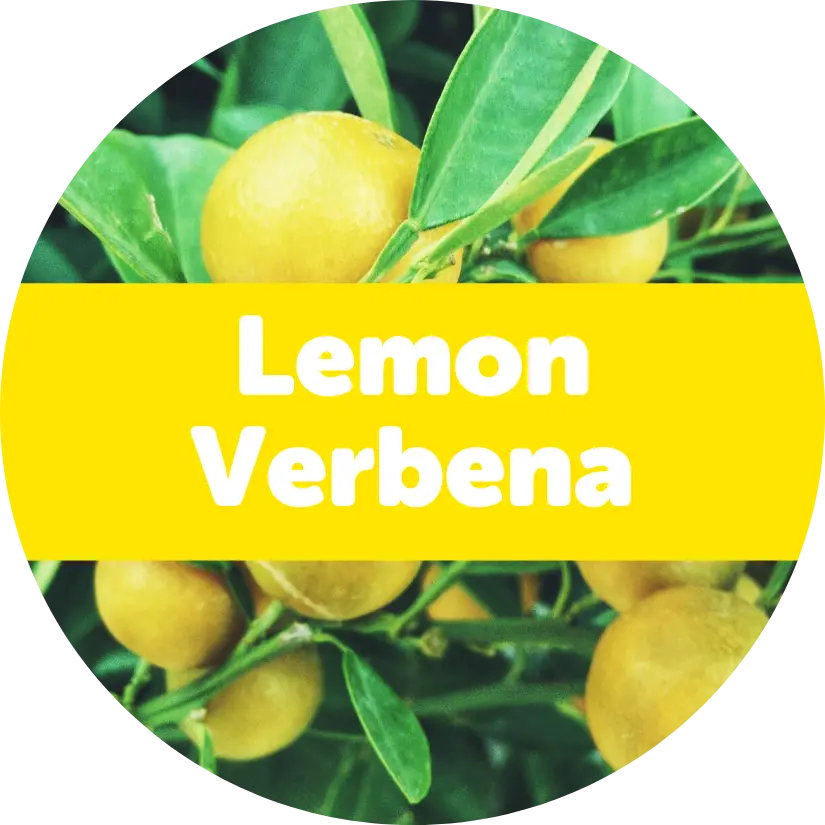 Lemon Verbena Wax Melts - 3.6oz Eco Tin