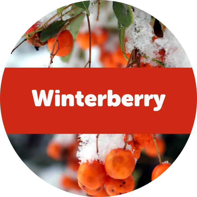 Winterberry Wax Melts - 3.6 Eco Tin