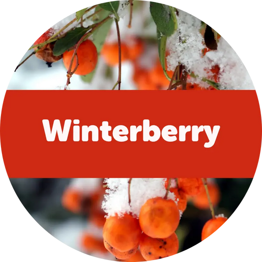 Winterberry Wax Melts - 3.6 Eco Tin